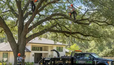 Arborist pruning oak tree branches in Baton Rouge, LA for Chop Chop Tree professional tree service