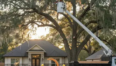 Professional tree removal service team in Baton Rouge LA safely cutting large oak tree