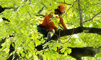 Tree Trimming in Baton Rouge LA Tree Trimming Services in Baton Rouge LA Tree Trimming Professionals in Baton Rouge LA Tree Services in Baton Rouge LA Tree Trimming Estimates in Baton Rouge LA Tree Trimming Quotes in Baton Rouge LA